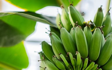 Bananas